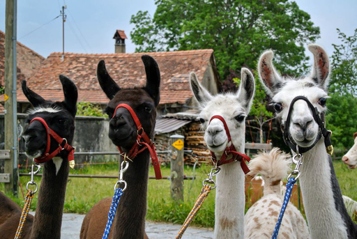 Lama-Trekking mit Picknick